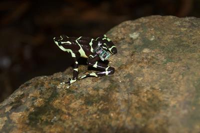 Movement and survival of captive-bred Limosa harlequin frogs (Atelopus limosus) released into the wild